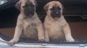 KanGal ÜretiM çİftligi