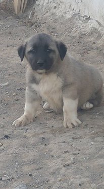 KanGal ÜretiM çİftligi