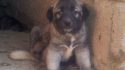 KanGal ÜretiM çİftligi